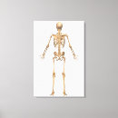 Pesquisar por coluna vertebral impressão de canvas 3d