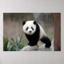 Pesquisar por do urso panda bebé pósteres pôsteres Chengdu