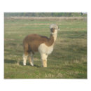 Pesquisar por alpacas pósteres pôsteres Peru