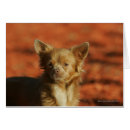 Pesquisar por filhote de cachorro da chihuahua cartoes postais Olhando a câmera