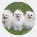 Pesquisar por spitz adesivos Cães