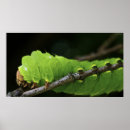 Pesquisar por larva pôsteres Inseto