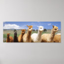 Pesquisar por alpaca pôsteres Lama