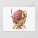 Pesquisar por órgãos reprodutivos cartoes postais Fisiologia