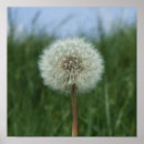Pesquisar por dandelion pôsteres Relógio de dandelion