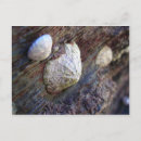 Pesquisar por sea shell cartoes postais Beach