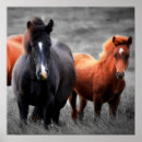 Pesquisar por cavalo preto e branco pôsteres Garanhão