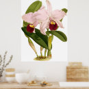 Pesquisar por orquídea cattleya pósteres pôsteres Floral