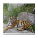 Pesquisar por animais do safari azulejos Tigre