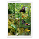 Pesquisar por ciclo de vida cartoes Insetos