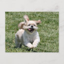 Pesquisar por brincalhão cartoes postais Amante de cachorro