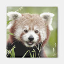 Pesquisar por photo fotografias imas Natureza