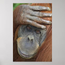 Pesquisar por mão macaco pôsteres Orangotango