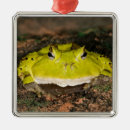 Pesquisar por brasileiro ornamentos Vida selvagem