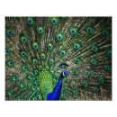 Pesquisar por penas do pavão artes pôsteres Foto