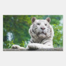 Pesquisar por tigre branco adesivos Natureza