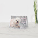 Pesquisar por bichon frise cartoes Cão