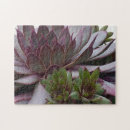 Pesquisar por galinhas e pintinhos quebra cabecas Sempervivum
