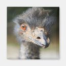 Pesquisar por avestruz imas Pássaro