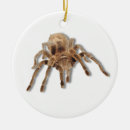 Pesquisar por aracnídeos ornamentos Inseto