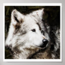 Pesquisar por cabeça do lobo pósteres pôsteres Lobos