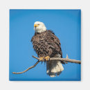 Pesquisar por predador imas Raptor