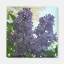 Pesquisar por o arbusto imas Roxo