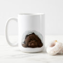 Pesquisar por mamã do labradoodle Goldendoodle