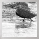 Pesquisar por pato branco pôsteres Foto