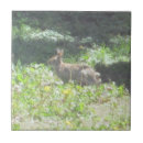 Pesquisar por selvagem azulejos Natureza