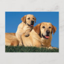Pesquisar por labrador retriever amarelo cartoes postais Cão