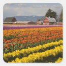 Pesquisar por campos tulipas adesivos Colheita