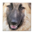 Pesquisar por alemao azulejos German shepherd