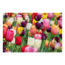 Pesquisar por tulipa amarela pósteres pôsteres Flores de primavera