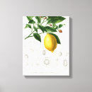 Pesquisar por fruta do limão impressão de canvas Citros