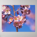 Pesquisar por árvores japonesas pôsteres Rosa