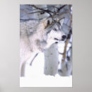 Pesquisar por lúpus pósteres pôsteres Canis lupus