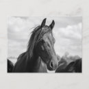 Pesquisar por cabeça de cavalo cartoes postais Equino