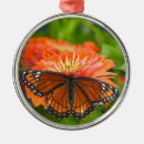 Pesquisar por borboleta ornamentos Laranja