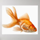 Pesquisar por peixes alaranjados pósteres pôsteres Animais