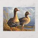 Pesquisar por pássaros vintage cartoes postais Pintura