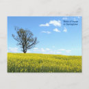 Pesquisar por canola cartoes postais Colza