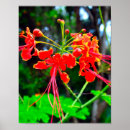 Pesquisar por planta nativa pôsteres Flor