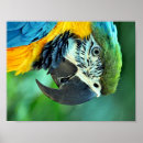Pesquisar por macaw pôsteres Natureza