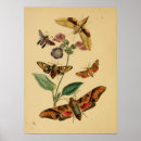 Pesquisar por borboletas do vintage pôsteres Entomologia