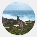 Pesquisar por canguru australiano adesivos Marsupial