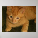 Pesquisar por vira lata pôsteres Bonito