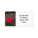 Pesquisar por rosa vermelha etiquetas Flor