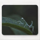 Pesquisar por louva deus eletronicos Macro