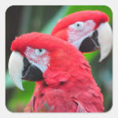 Pesquisar por arara adesivos Tropicais